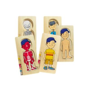 Multi puzzle anatomico