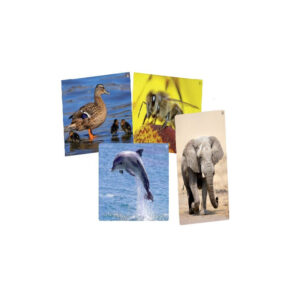 Foto-Immagini Sonore degli Animali