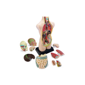 Busto Anatomico